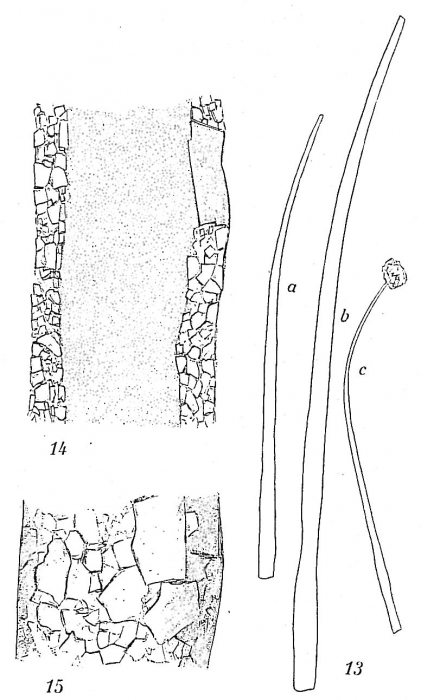 Bathysiphon minutus Bathysiphon minutus