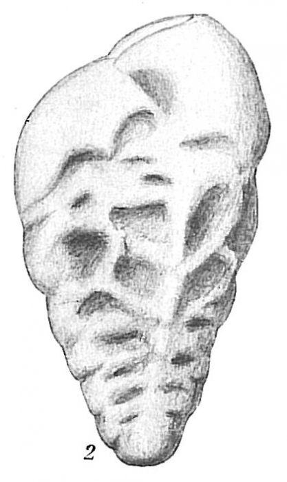 Bolivina pseudoplicata Bolivina pseudoplicata