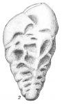 Species