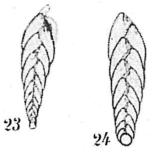 Bolivina pseudopunctata Bolivina pseudopunctata