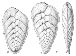 Bolivina robusta