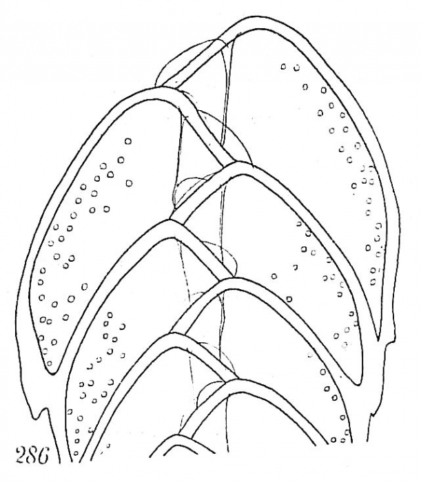 Bolivina spathulata Bolivina spathulata