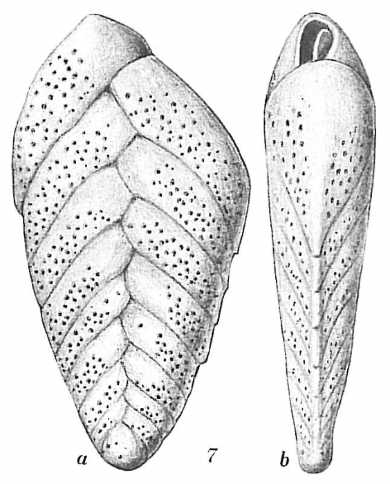 Bolivina spathulata Bolivina spathulata