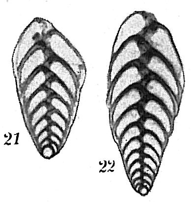 Bolivina spathulata Bolivina spathulata