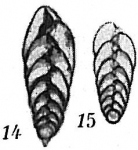 Bolivina striatula, author: Cedhagen, Tomas