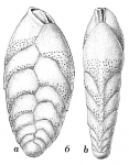 Bolivina vadescens