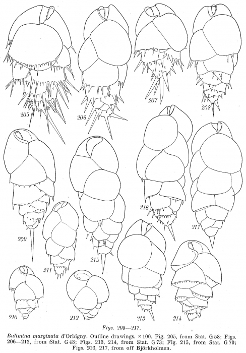 Bulimina marginata Bulimina marginata