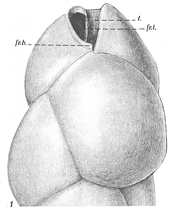 Bulimina marginata Bulimina marginata
