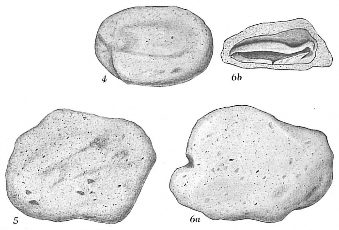 Crithionina granum Crithionina granum