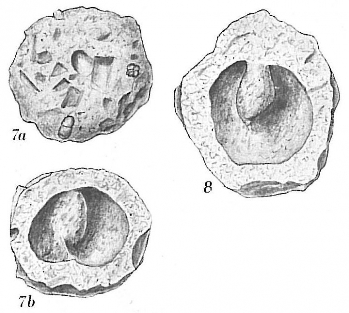 Crithionina mamilla Crithionina mamilla