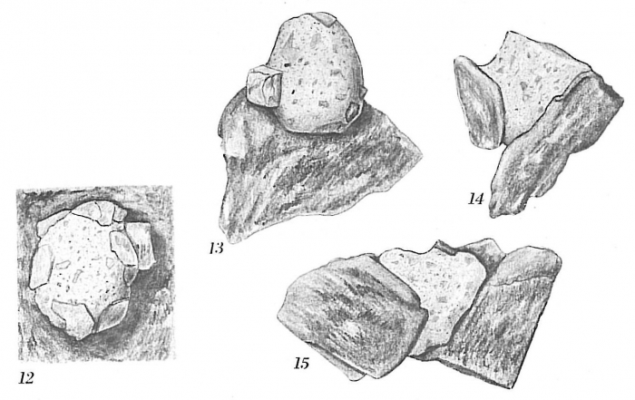 Crithionina mamilla Crithionina mamilla