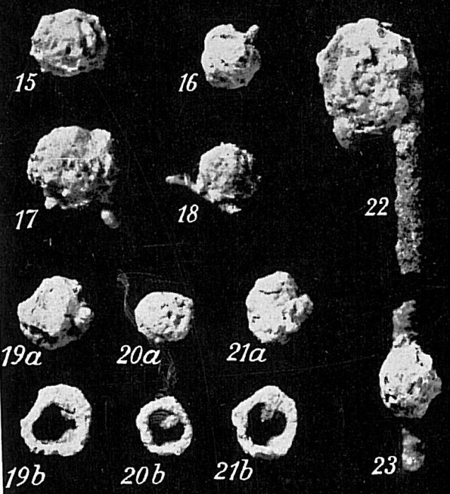 Crithionina mamilla Crithionina mamilla