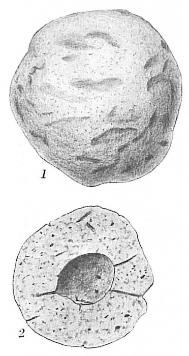 Crithionina pisum Crithionina pisum