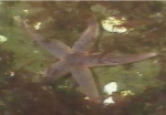 Asteroidea (starfish)