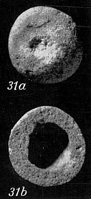 Crithionina pisum Crithionina pisum