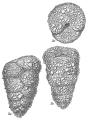 Dorothia pseudoturris, author: Cedhagen, Tomas