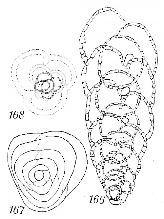 Eggerella arctica Eggerella arctica