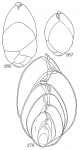 Globobulimina auriculata arctica