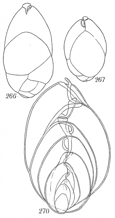 Globobulimina auriculata arctica