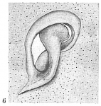 Globobulimina auriculata f. gullmarensis