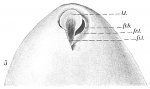 Globobulimina auriculata f. gullmarensis