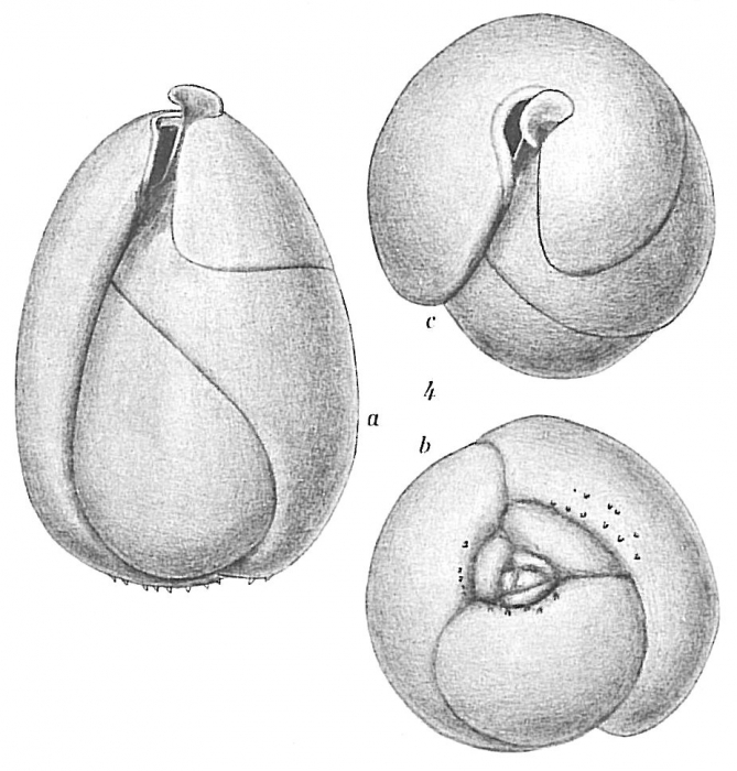 Globobulimina sp. Globobulimina sp.