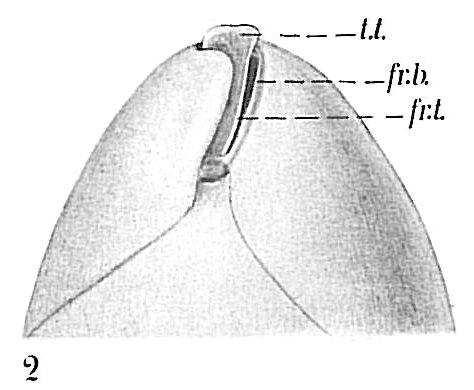 Globobulimina sp. Globobulimina sp.