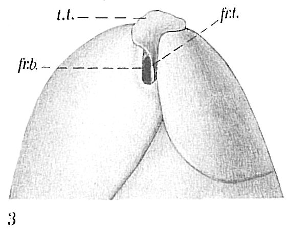 Globobulimina sp. Globobulimina sp.