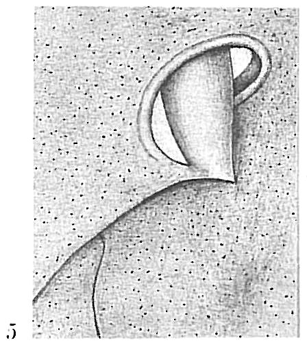 Globobulimina turgida Globobulimina turgida