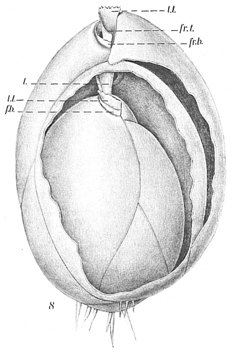 Globobulimina turgida Globobulimina turgida