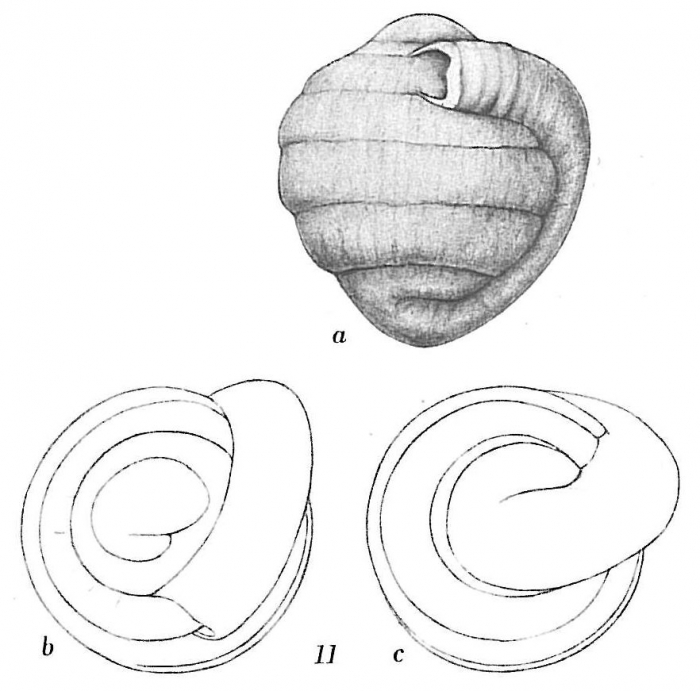 Glomospira charoides Glomospira charoides