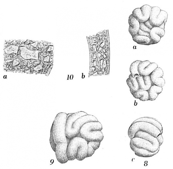 Glomospira glomerata Glomospira glomerata