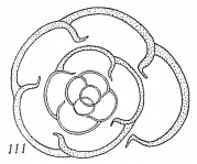 Haplophragmoides bradyi, author: Cedhagen, Tomas