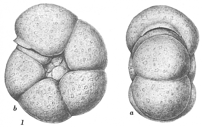 Haplophragmoides bradyi Haplophragmoides bradyi