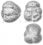 Species
