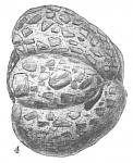 Chromista - Foraminifera (foraminifers)