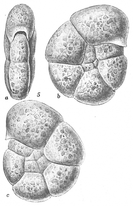 Haplophragmoides membranaceum Haplophragmoides membranaceum