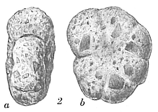 Haplophragmoides pusillum Haplophragmoides pusillum