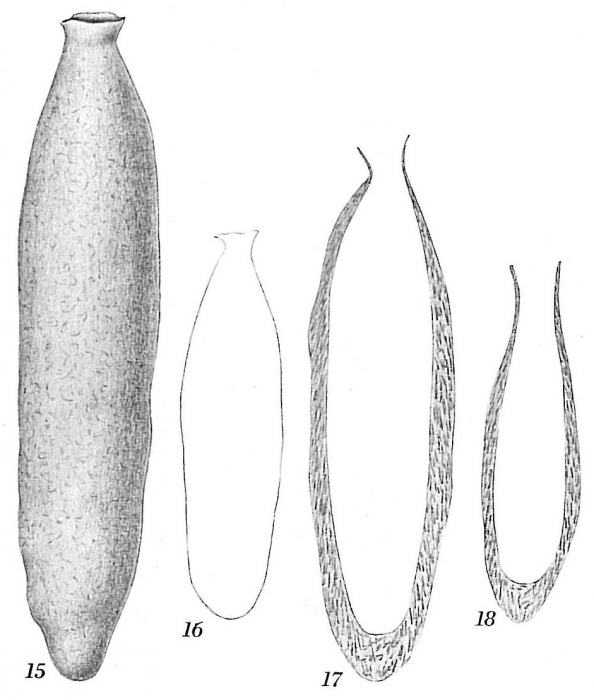 Hippocrepina cylindrica Hippocrepina cylindrica