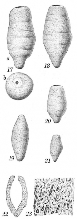 Hippocrepinella acuta Hippocrepinella acuta