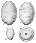 Hippocrepinella hirudinea crassa