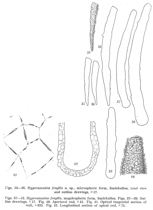 Hyperammina fragilis Hyperammina fragilis