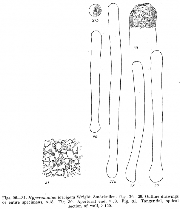 Hyperammina laevigata Hyperammina laevigata