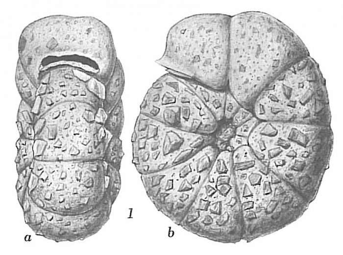 Labrospira crassimargo Labrospira crassimargo