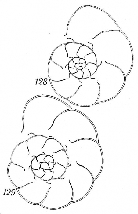 Labrospira jeffreysi Labrospira jeffreysi