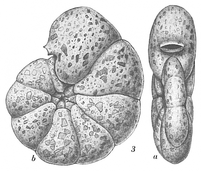 Labrospira jeffreysi Labrospira jeffreysi