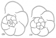 Labrospira kosterensis, author: Cedhagen, Tomas