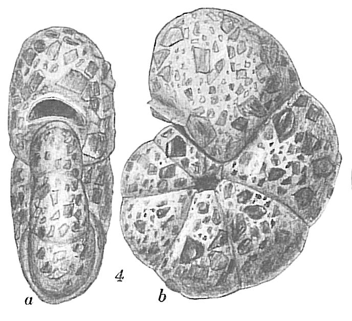 Labrospira kosterensis Labrospira kosterensis