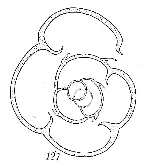 Labrospira nitida Labrospira nitida