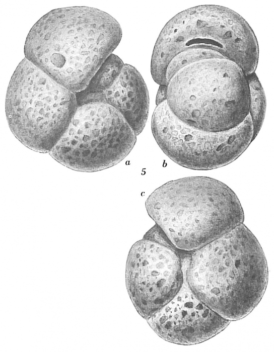 Labrospira nitida Labrospira nitida